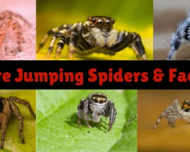 Zebra Jumping Spider | Salticus scenicus