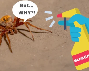 Does Bleach Kill Spiders? 6 Steps to Kill Spiders Instantly!