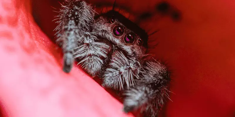 Friendly Regal Jumping Spider in a Pedal