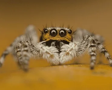 Do Jumping Spiders Bite? Can Their Bites Kill Humans?!