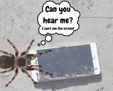 Do Spiders Make Noise? Surprising Sounds Spiders Make!