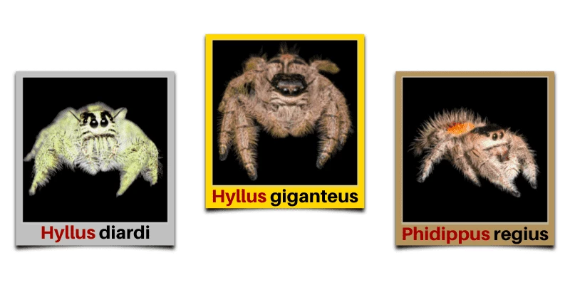 Largest Jumping Spiders + Table Comparing 10 Species by Size