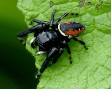 Red-Backed Jumping Spider | Phidippus johnsoni